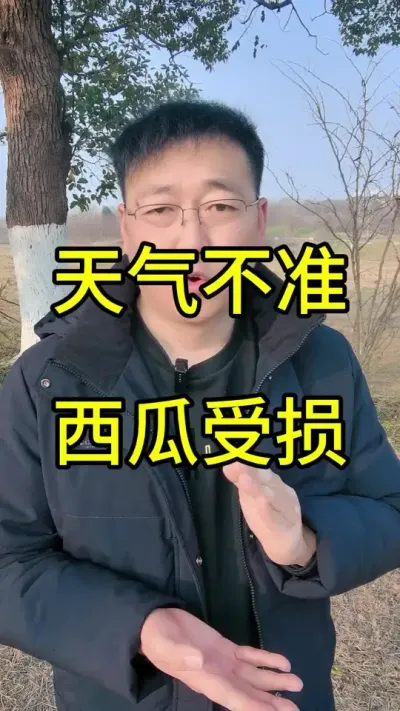 误报的天气预报，西瓜冻害严重！为什么报-4度实测却-10度，农民如何应对?#天气预报#西瓜冻害