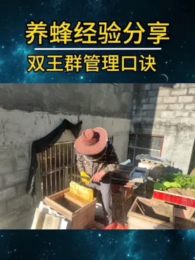 双王群管理口诀 双王群管理口诀#养蜂技术分享 #农村养蜂人 #中蜂养殖 #经验分享 #养蜂人解说