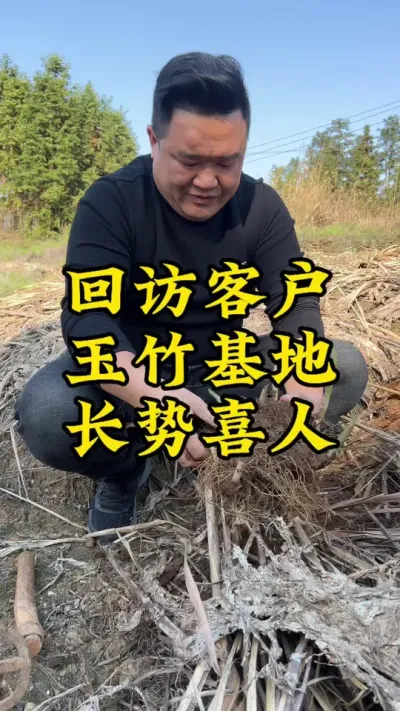使用矿源黄腐植酸钾,二年玉竹长势喜人👍👍👍 #药材种植 #种植小技巧 #玉竹 #抖音助农 #新农人计划
