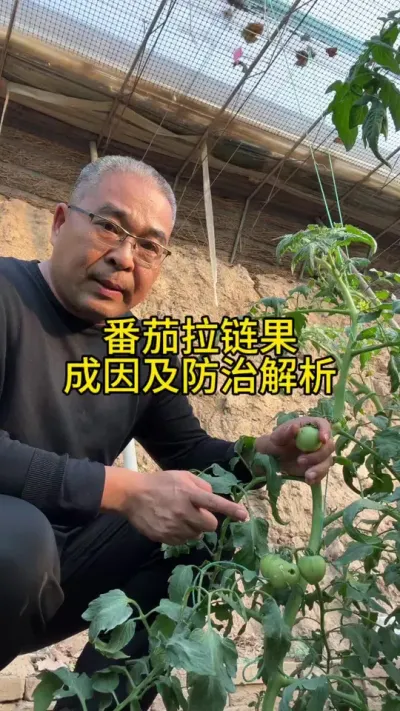 #创作灵感 番茄拉链果的成因及预防措施！！#番茄种植 #番茄拉链果