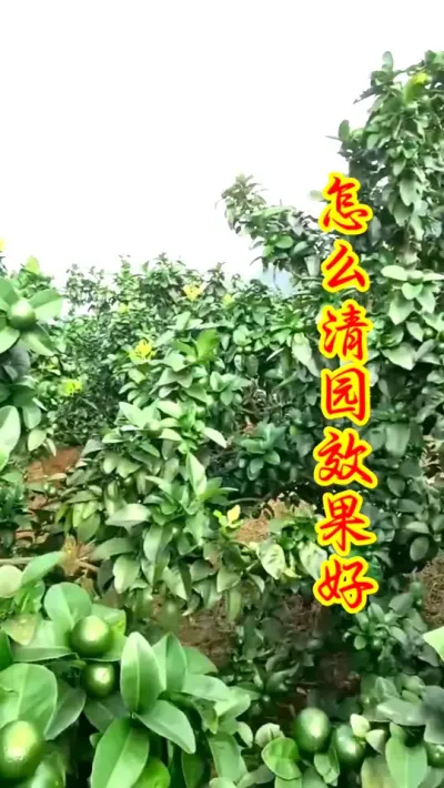 果树不清园，虫害病害又一年。 #果树种植 #抖音助农  #果园管理 #果树病虫害  #农业种植