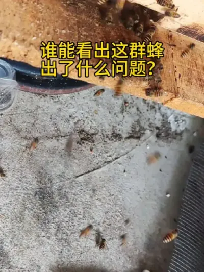 谁能看出这群蜂出了什么问题？ #养蜂技术分享 #胡蜂繁殖全过程 #养蜜蜂新手入门教程 #农村养蜂人 #新农人计划
