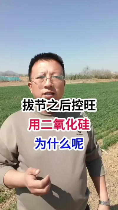 小麦拔节之后控旺，用二氧化硅，为什么呢 小麦拔节之后控旺，用二氧化硅，为什么呢#小麦种植 #小麦种植管理技术 #马哥聊农业 #小麦高产技术 #农技知识分享