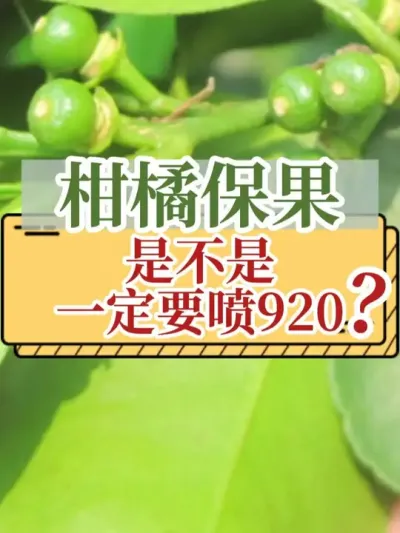 柑橘保果是不是一定要喷920？ #柑橘保果 #柑橘种植 #保果 #920 #新农人计划2025