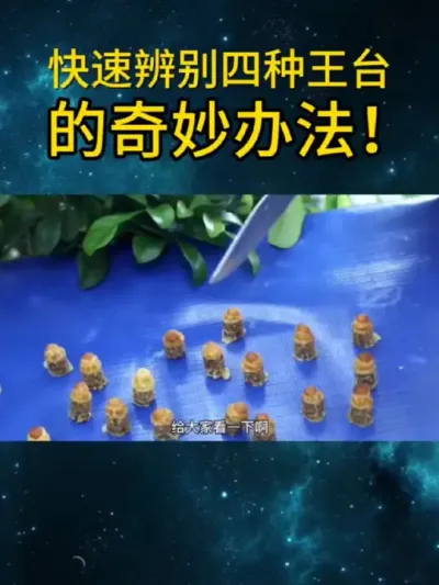 快速辨别四种王台的奇妙办法！ 快速辨别四种王台的奇妙办法！#养蜂技术分享 #养蜜蜂新手入门教程 #养殖蜜蜂的技术方法 #中野蜂蜜蜂生态合作社 #蜜蜂养殖技术