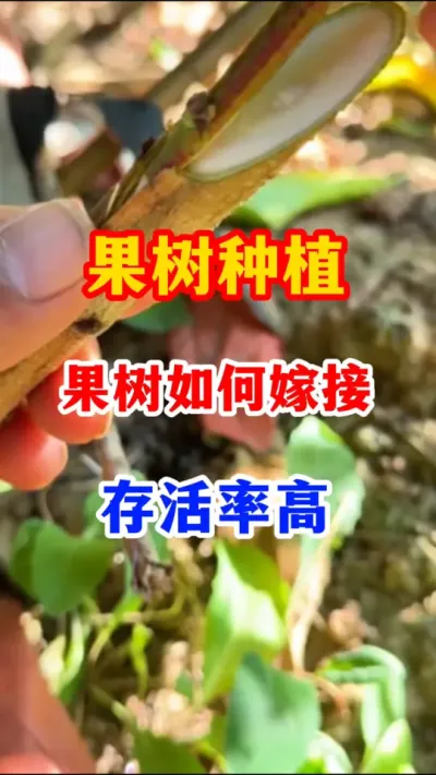 果树嫁接最佳的时间。 #分享果树种植管理技术 #服务三农支持三农   #果树种植  #果园管理  #果树嫁接