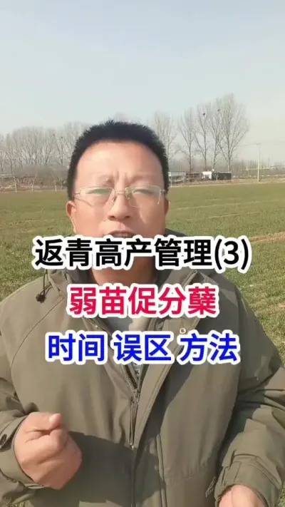返青高产管理(3)，弱苗怎样促分蘖，时间、误区和方法 返青高产管理(3)，弱苗怎样促分蘖，时间、误区和方法#小麦种植 #小麦种植管理技术 #马哥聊农业 #小麦高产技术 #农技知识分享