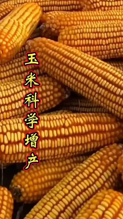 玉米科学管理，增产丰收多卖钱。#玉米 #玉米高产种植技术 #帮助农友们增资增产 #增产增收 #玉米叶面肥配方
