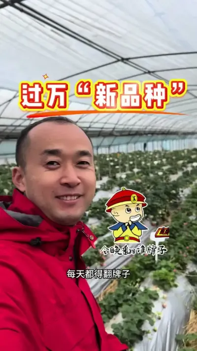草莓品种眼花缭乱 好品种太难了#草莓新品种 #草莓育苗 #农业技术 #种草莓 #江苏省农科院