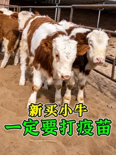 新买小牛，一定要打疫苗！调理后拉回家，牛依然健康活泼！ #养牛人 #买牛 #打疫苗 #养牛技术 #养牛知识