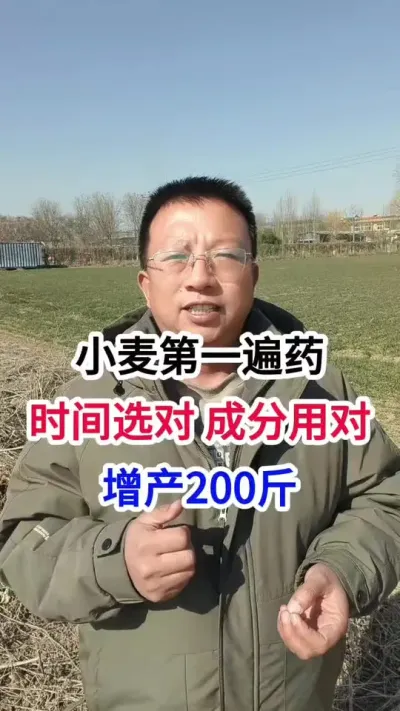 小麦第一遍药，时间选对，成分用对，增产一二百斤问题不大 小麦第一遍药，时间选对，成分用对，增产一二百斤问题不大#小麦种植 #小麦种植管理技术 #马哥聊农业 #小麦高产技术 #农技知识分享
