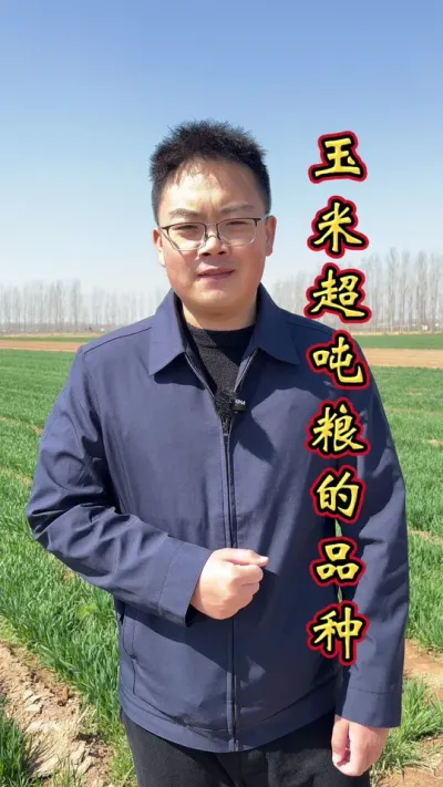 玉米超吨粮的品种，您都种过吗？#玉米高产种植技术 #玉米种植 #玉米高产 #玉米种植技术 #玉米种植技术与管理