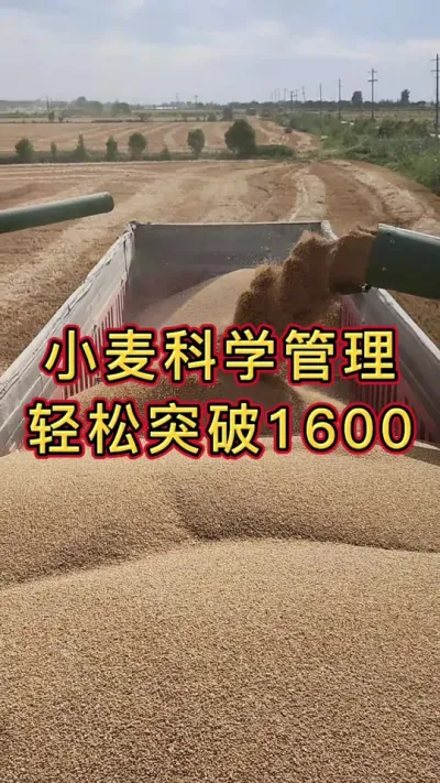 小麦高产 小麦科学管理，轻松突破1600。#小麦高产技术 #小麦增产增收 #增产增收小配方 #小麦种植管理技术 #小麦增产