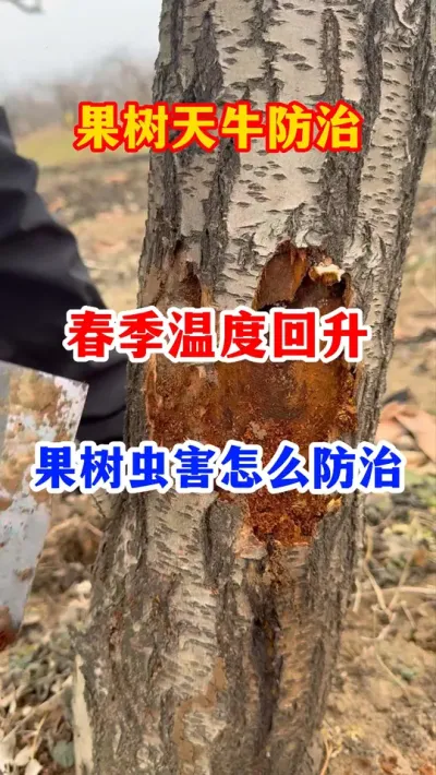 春季温度回升，果树虫害怎么防治？ #果树种植 #服务三农支持三农 #新农人计划 #果园管理 #果树病虫害