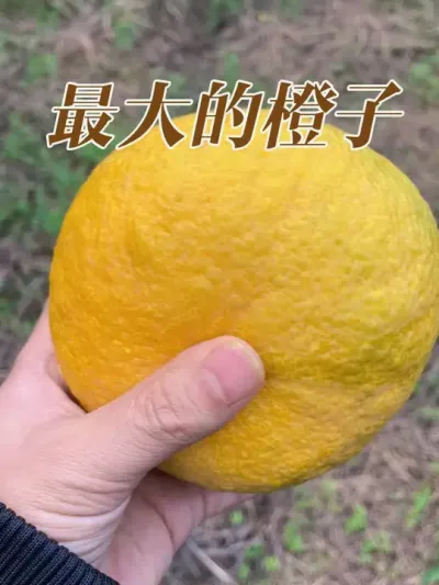 最大的橙子#新农人计划2024 #支持三农扶持三农发展 #抖音助农 #种植小技巧 #新农人计划