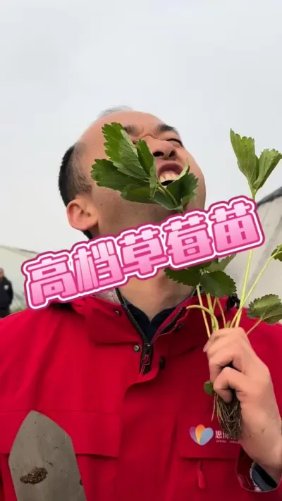 高档～草莓苗 高档的草莓苗，好草莓需要好技术#草莓科普 #草莓育苗 #农业技术 #草莓新品种 #抖音助农