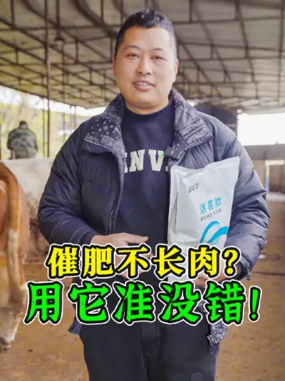 牛催肥不长肉？你方法真的用对了吗？后期催肥精料多，建议大家加上活菌肽胃肠康，促进牛胃消化吸收，让牛得香长肉快！#兽用益生菌 #养牛用品 #牛催肥 #活菌肽 #喂牛