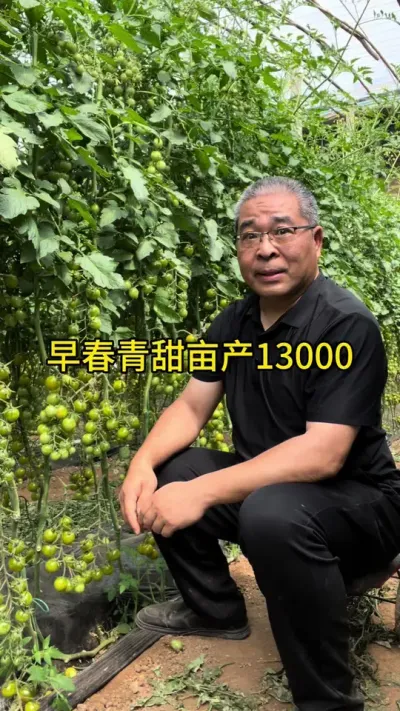 青甜亩产13000斤！！计算产量，倒逼成长。 #创作灵感 #新农人计划 #佳垦番茄