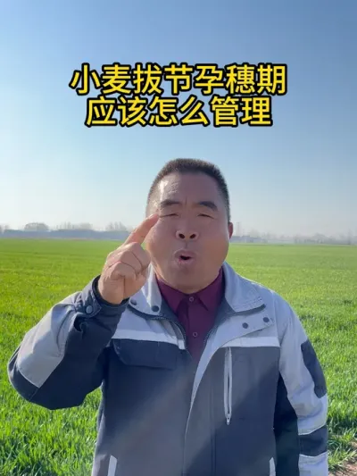 小麦拔节孕穗期应该怎么管理 #服务三农支持三农 #抖音助农 #农业种植 #小麦 #春耕进行时