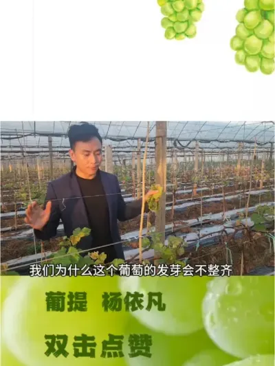 萌芽不整齐根本原因 #阳光玫瑰葡萄 #新农人计划 #新农人计划2024 #抖音助农 #农业技术推广
