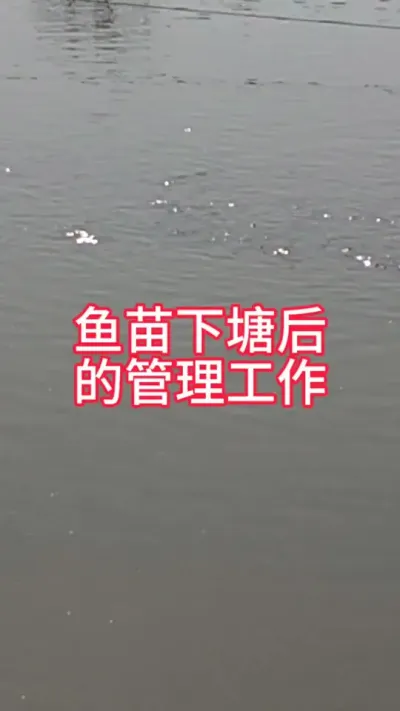 鱼苗下塘后的管理工作