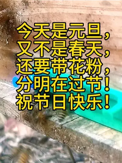 元旦快乐 元旦快乐