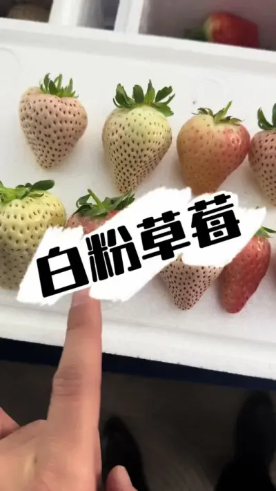 白粉系草莓品种 这么多白草莓吩草莓，你吃过哪个？#草莓种植 #草莓 #三农种植 #抖音助农 #草莓品种