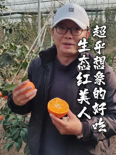 生态红美人超乎想象的好吃 本来生态果园有一群除草&ldquo;鸡&rdquo;，林下养鸡不仅能节省好几十万人工除草的费用，而且能够消灭各种害虫，实现生态与经济的双重提升，这样种出来得生态红美人，橘香和橙子的味道融合，甜美多汁