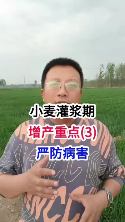 小麦灌浆期，增产重点(3)，严防病害 小麦灌浆期，增产重点(3)，严防病害#小麦种植 #小麦种植管理技术 #马哥聊农业 #小麦高产技术 #农技知识分享