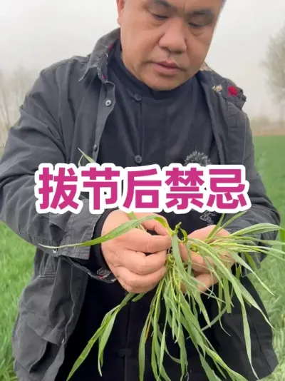 拔节后禁忌 除了浇水，其它有损节间的活动都不能干！#服务三农支持三农