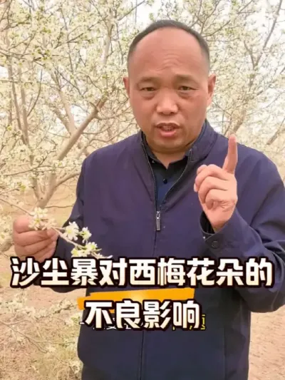 沙尘暴对西梅花朵的不良影响有哪些？#沙尘暴#西梅种植#农田行者#农田行者技术服务联盟