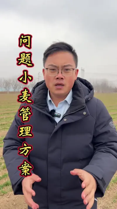 小麦管理 2025年针对小麦的管理方案。#小麦高产技术 #小麦 #小麦种植管理技术 #小麦增产增收 #小麦年后管理