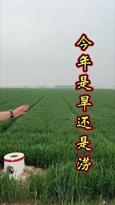 农业天气是干旱还是水涝，家人们您怎么看？#农民种地不容易 #农业天气 #农业气象 #种地不容易 #增产增收才是硬道理