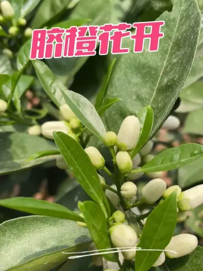 脐橙花开#原创视频 #新农人计划2025 #新农人计划 #抖音助农 #我的乡村生活