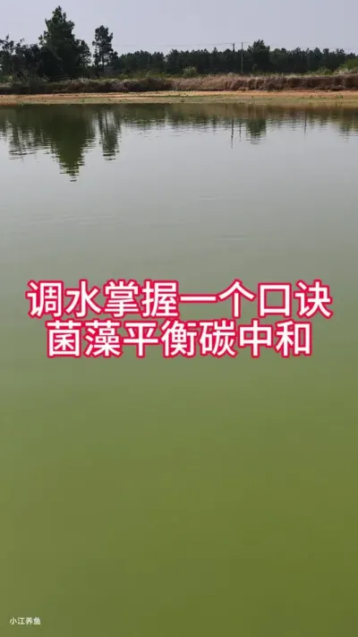 调水就一个口诀，菌藻平衡碳中和，视频很长，一定认真多看几遍并收藏#调水 #菌藻平衡碳中和