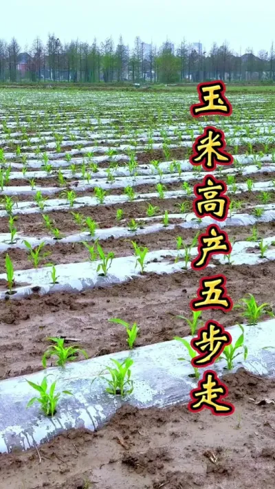 玉米高产五步走，增产丰收多卖钱。#增产增收 #增产增收才是硬道理 #玉米高产种植技术 #帮助农友们增资增产 #玉米