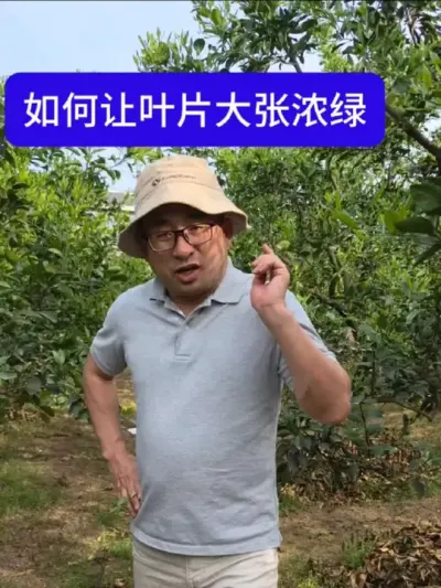 柑橘花前花后如何让叶片迅速转绿 柑橘在做花期，千万不要上尿素，它会让你的转率速度变慢，要用硝酸钾型的全水溶性肥料#柑橘种植 ##柑橘修剪 #柑橘 #柑橘栀子花