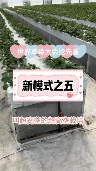 世界草莓大会抢先看之新模式五 超高垄加超宽垄栽培#草莓种植 #2024新农人计划 #病虫害防治 #种草莓 #草莓