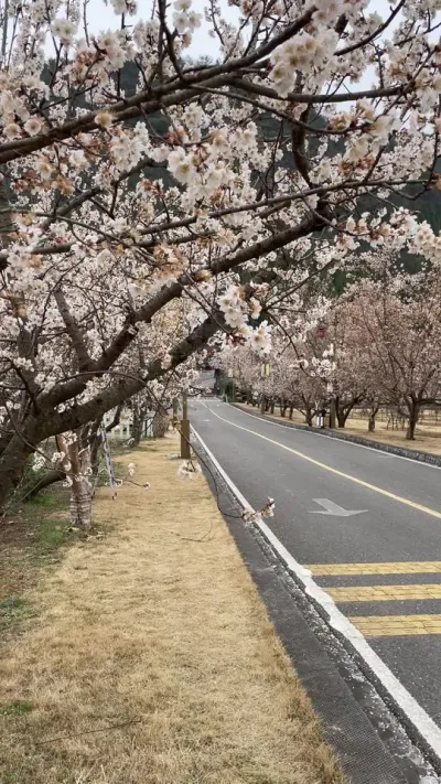 春暖花开#春暖花开的季节到了 #新农人计划2025 #等你共赴一场春天的花事 #春天的色彩 #走着走着花就开了
