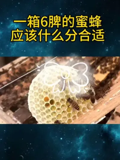 #养蜂技术分享 #分蜂 #养蜜蜂新手入门教程 #经验分享 #农村养蜂人