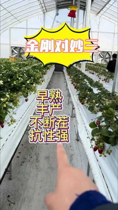 金刚二号、昨天刚拍的 对比一下，真不错#草莓种植 #金刚二号 #三农种植 #农业技术 #种草莓