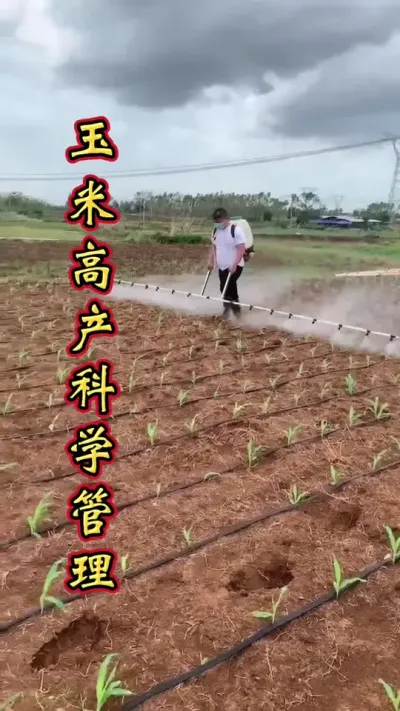 玉米科学管理，穗大粒饱看得见。#增产增收才是硬道理 #玉米种植 #玉米高产种植技术 #玉米种植技术 #玉米高产