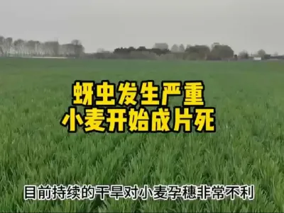 #传播农业小知识 #抖音助农 #分享农业知识帮农民增产增收 #农业植保知识 #农业人话农业