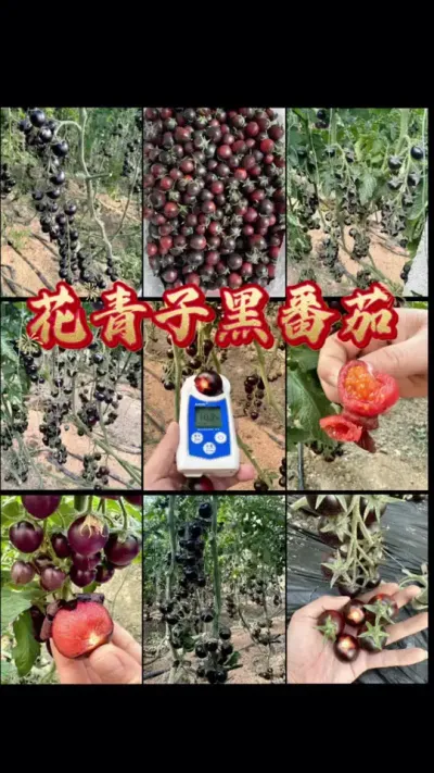 高品质黑番茄花青子，非转基因品种，高营养，高产量，高收益！#黑番茄 #农业 #三农 #抖音助农 #番茄