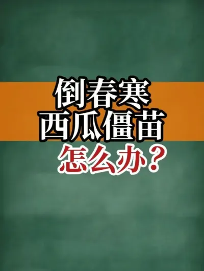 倒春寒西瓜僵苗怎么办？ #西瓜 #僵苗 #新农人计划2025  #支持三农扶持三农发展 #农业