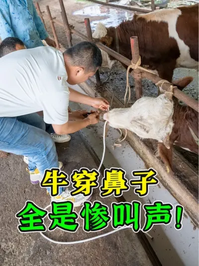 全是惨叫声！牛穿鼻子三个小时搞定，像我这样弄，采食简单又方便 #农村养牛 #养牛技术 #科学养牛 #养牛知识 #养牛人