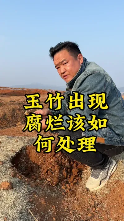 今年新种的玉竹烂了，你知道怎么处理吗？ #玉竹 #种植小技巧 #药材种植 #2024新农人计划 #抖音助农