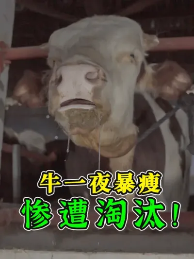 牛一夜暴瘦100斤！竟是吃异物造成的严重脱水，最后只能淘汰！ #农村养牛 #养牛技术 #科学养牛 #养牛知识 #养牛