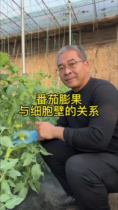 #创作灵感 番茄膨果与细胞壁的关系。#2024新农人计划 #番茄种植