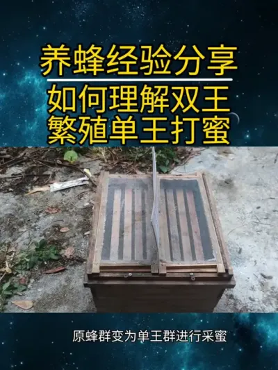 如何理解双王繁殖单王打蜜 双王繁殖比较快，单王打蜜产量比较高